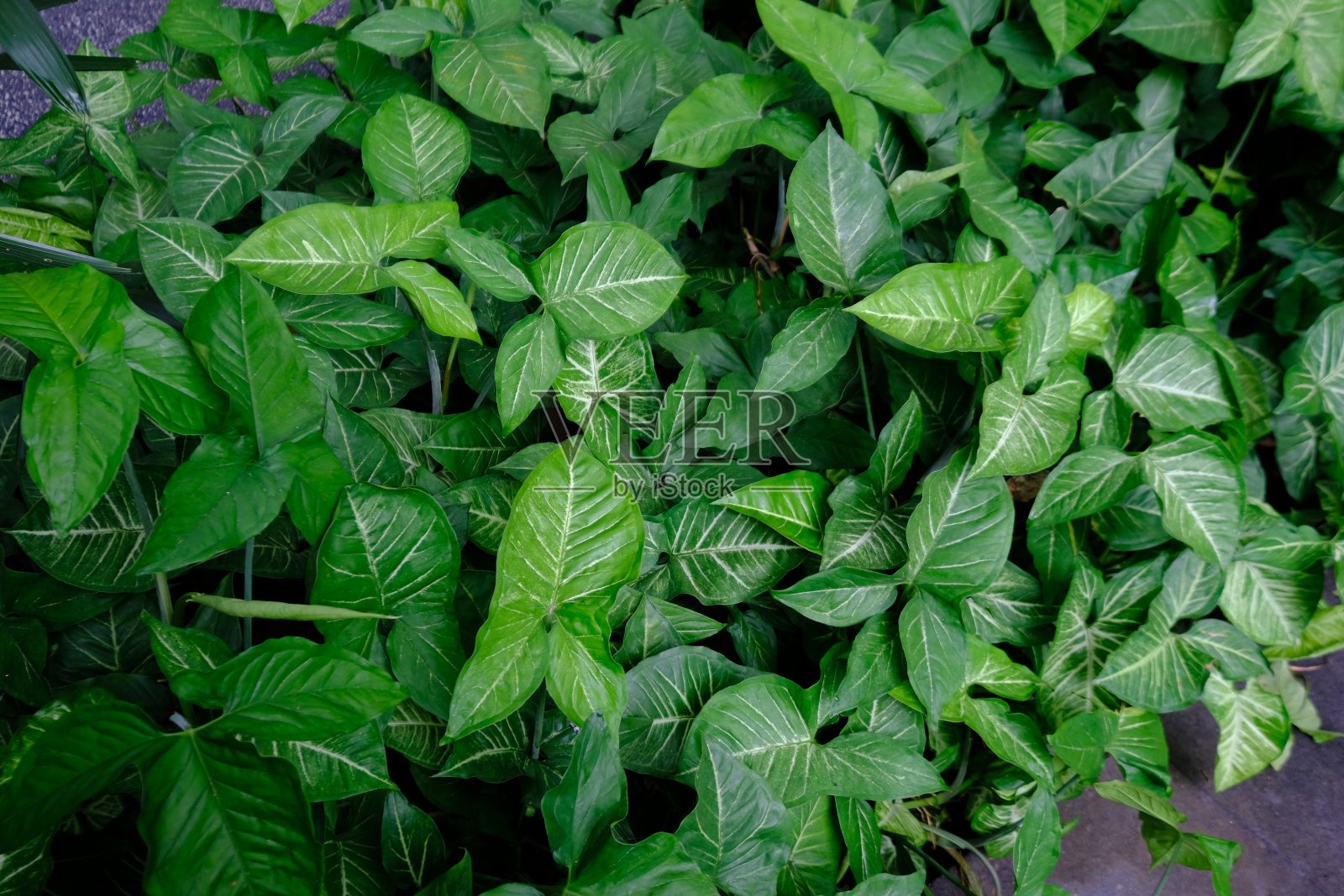 木合根是一种广受欢迎的室内植物。箭头的植物。照片摄影图片