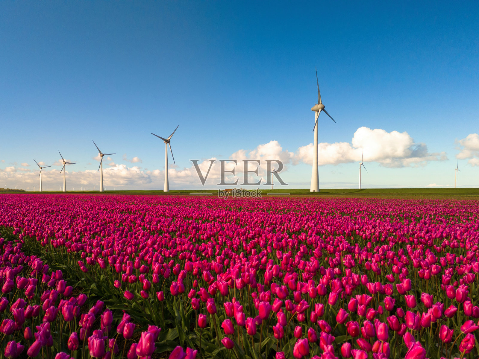 在荷兰弗莱福兰发现充满活力的郁金香田和风力涡轮机,拥抱可持续发展照片摄影图片