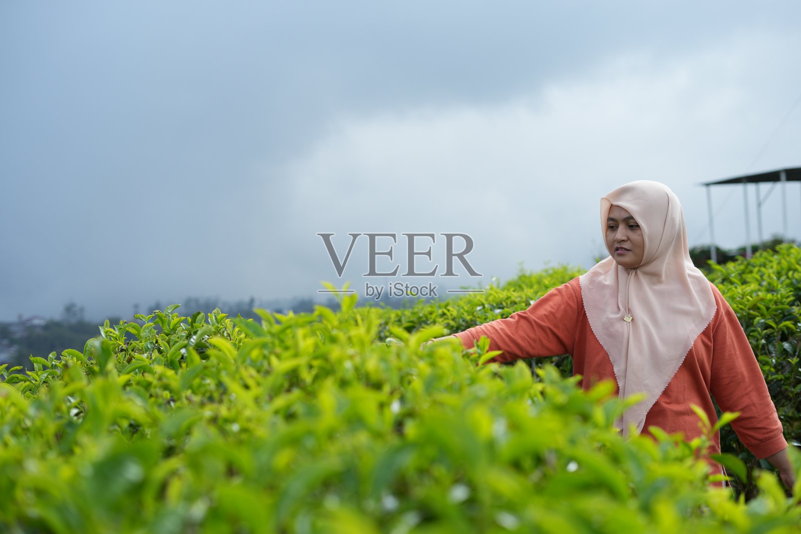 一位穆斯林妇女在茶园里照片摄影图片