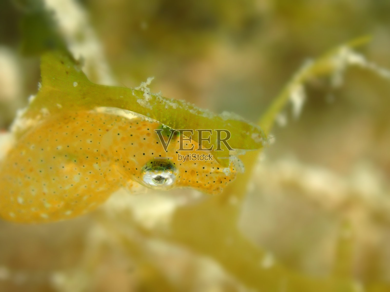 大鳍礁鱿鱼宝宝照片摄影图片