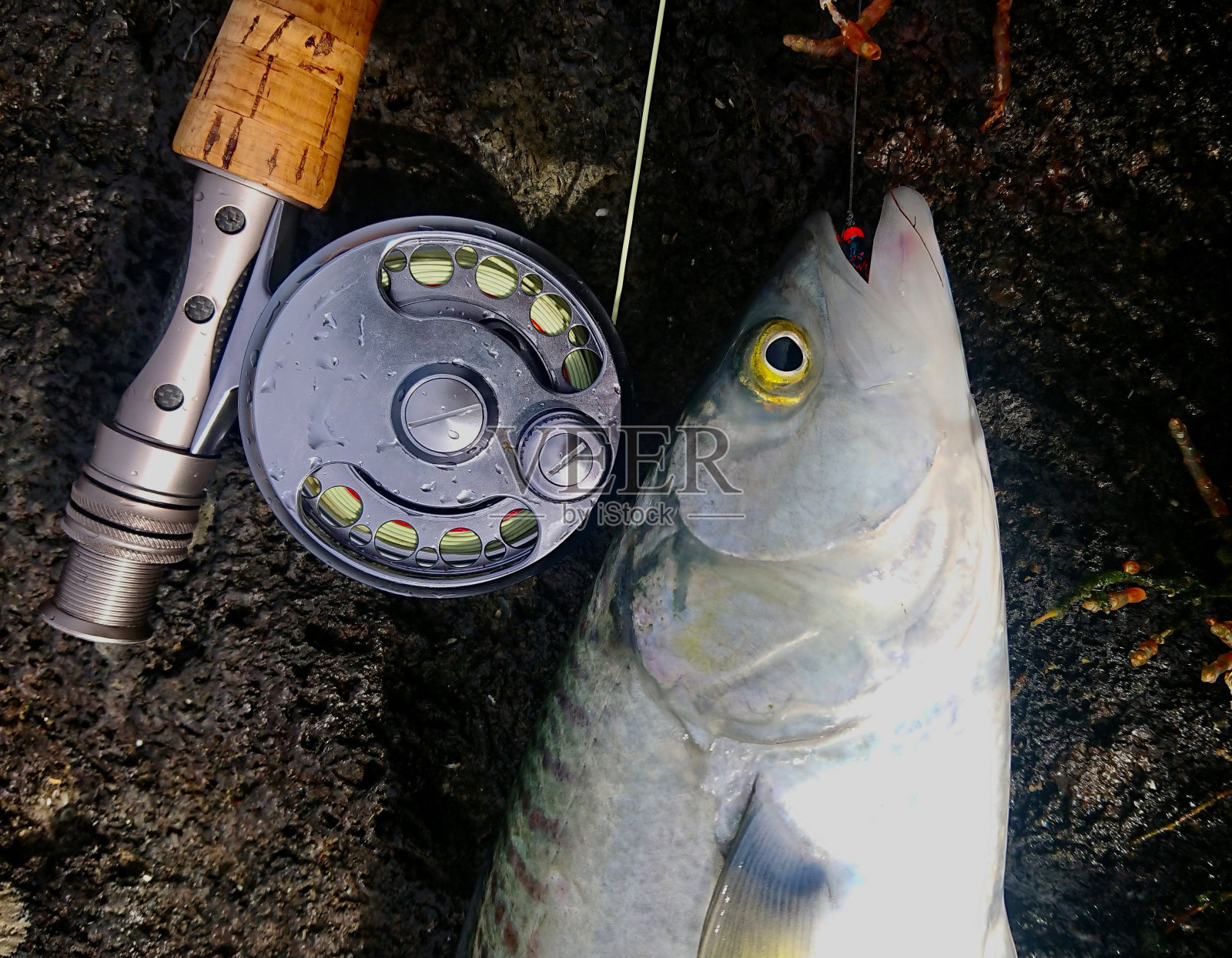 用飞鱼竿和卷轴捕获的银鱼在黑色的岩石上摆着五颜六色的海藻照片摄影图片