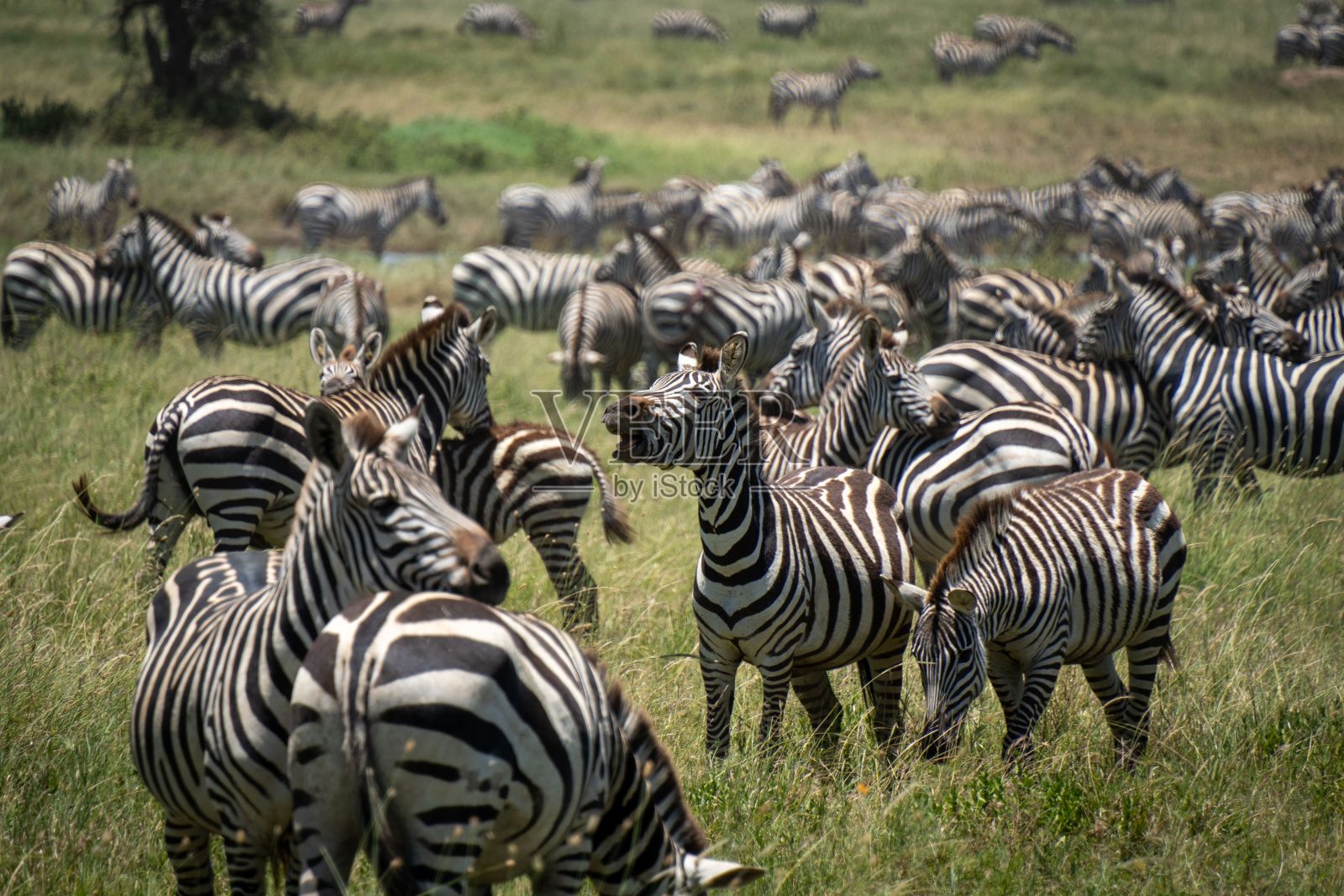 一大群斑马在绿意盎然的大草原上吃草。照片摄影图片