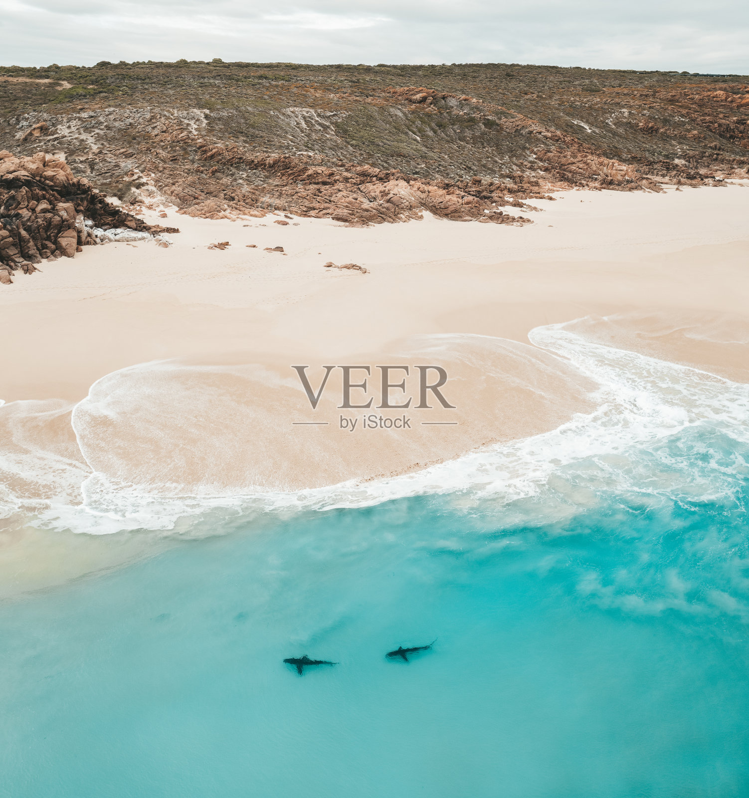 在阳光明媚的日子里,在澳大利亚的猴子米亚,鲨鱼湾,鸟瞰靠近海岸的铜鲸鲨照片摄影图片