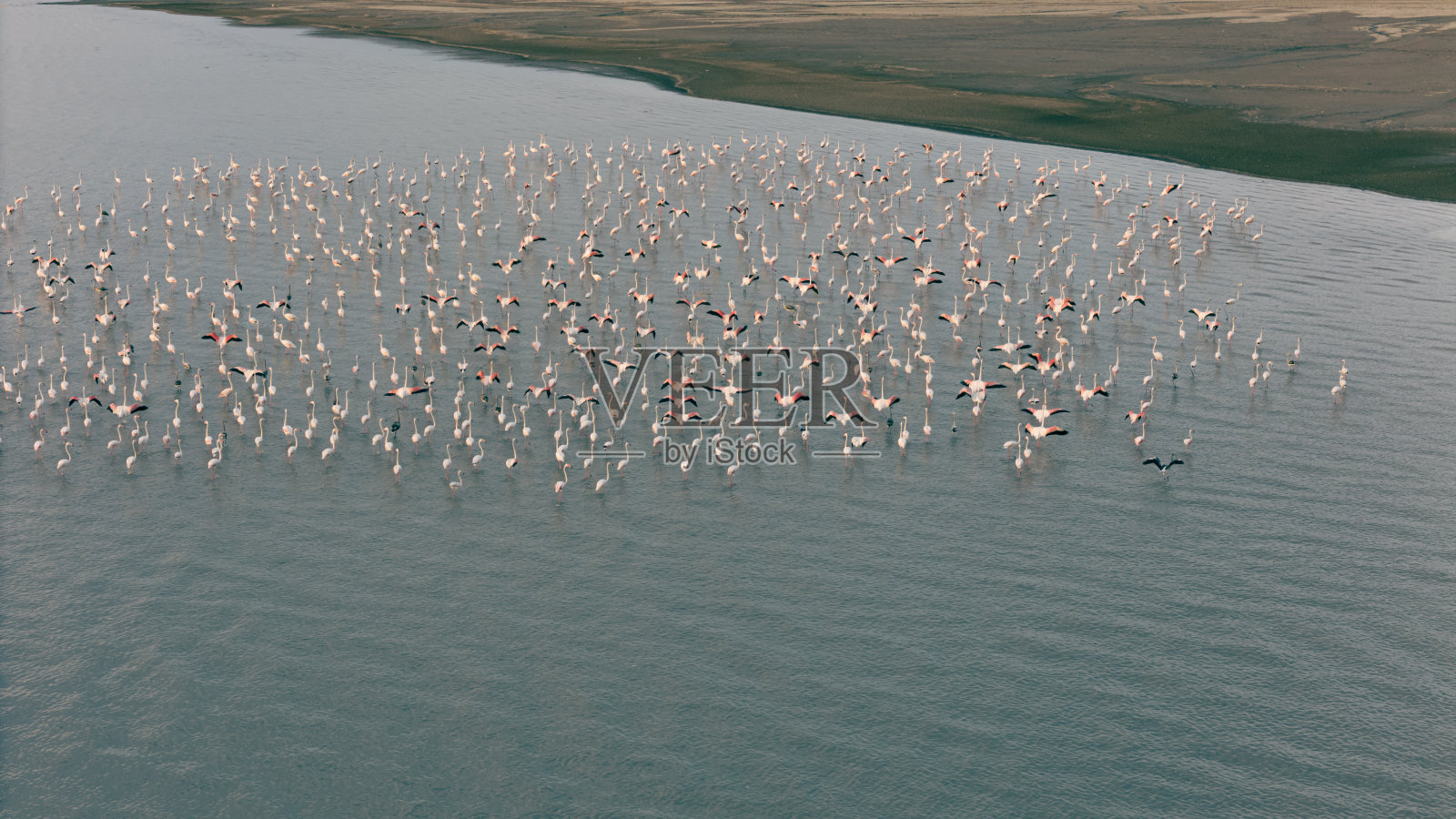 一群火烈鸟站在湖面上照片摄影图片