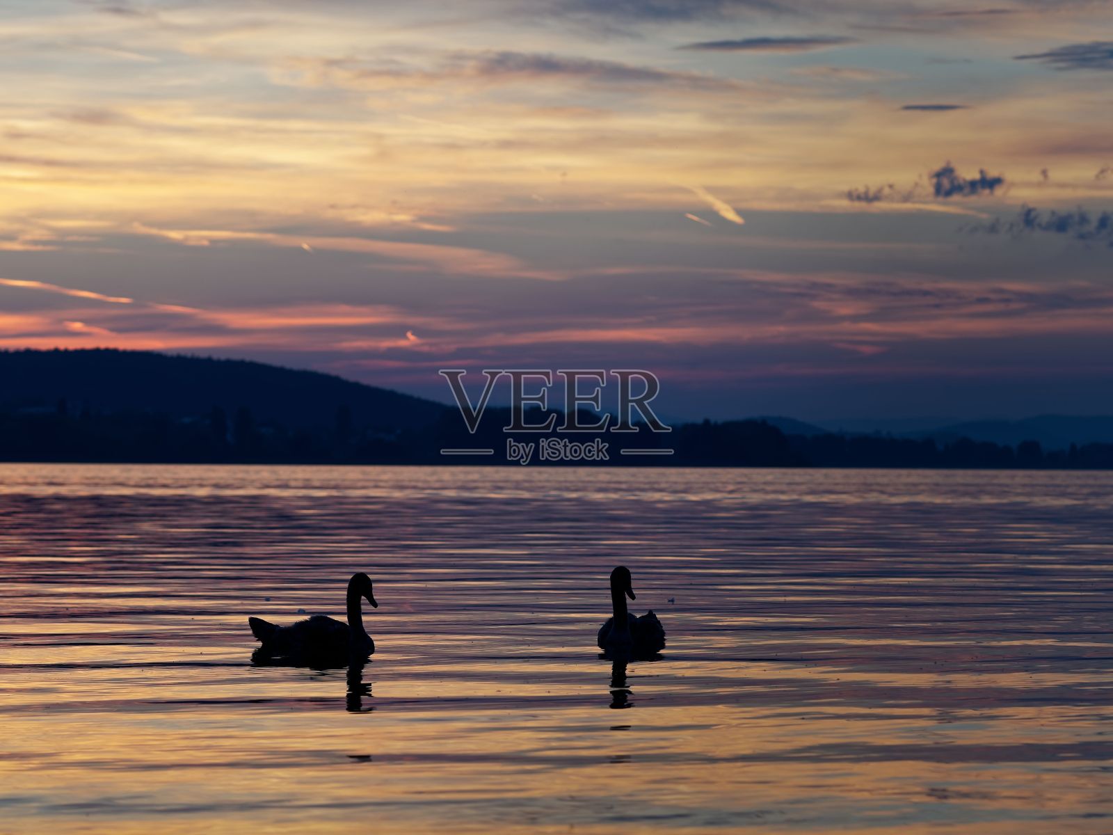 两只天鹅的剪影在一个平静的湖游泳在一个多彩的日落照片摄影图片