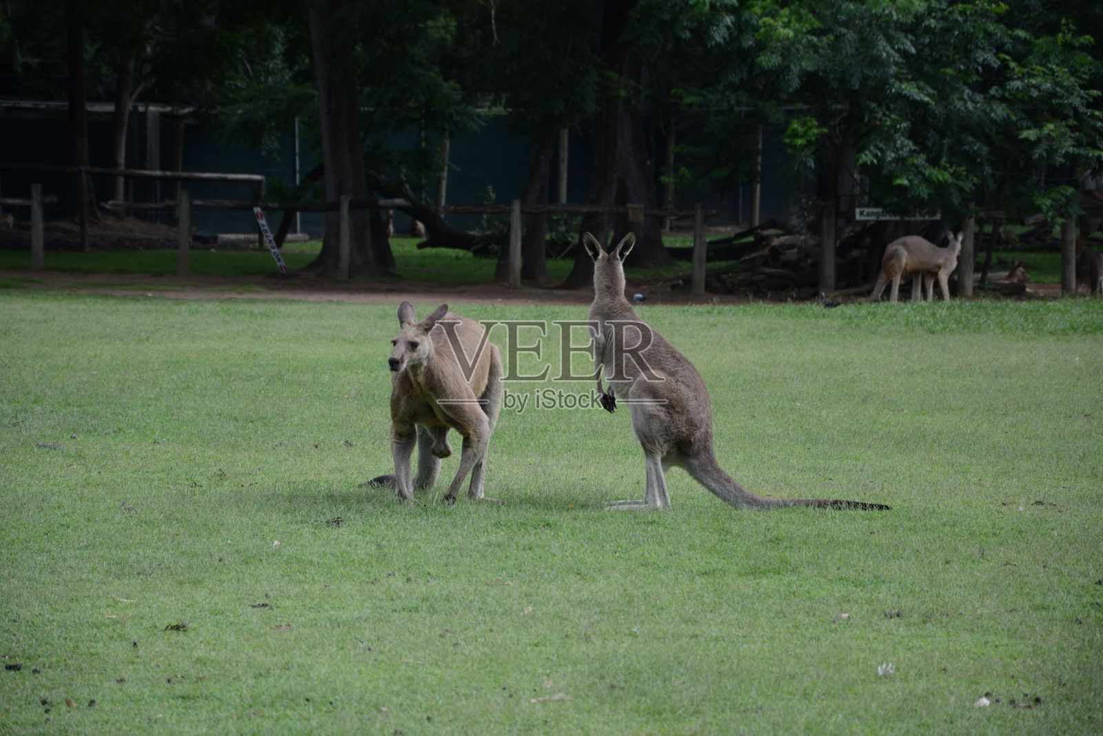 袋鼠在澳大利亚公园的草地上,背景是树照片摄影图片