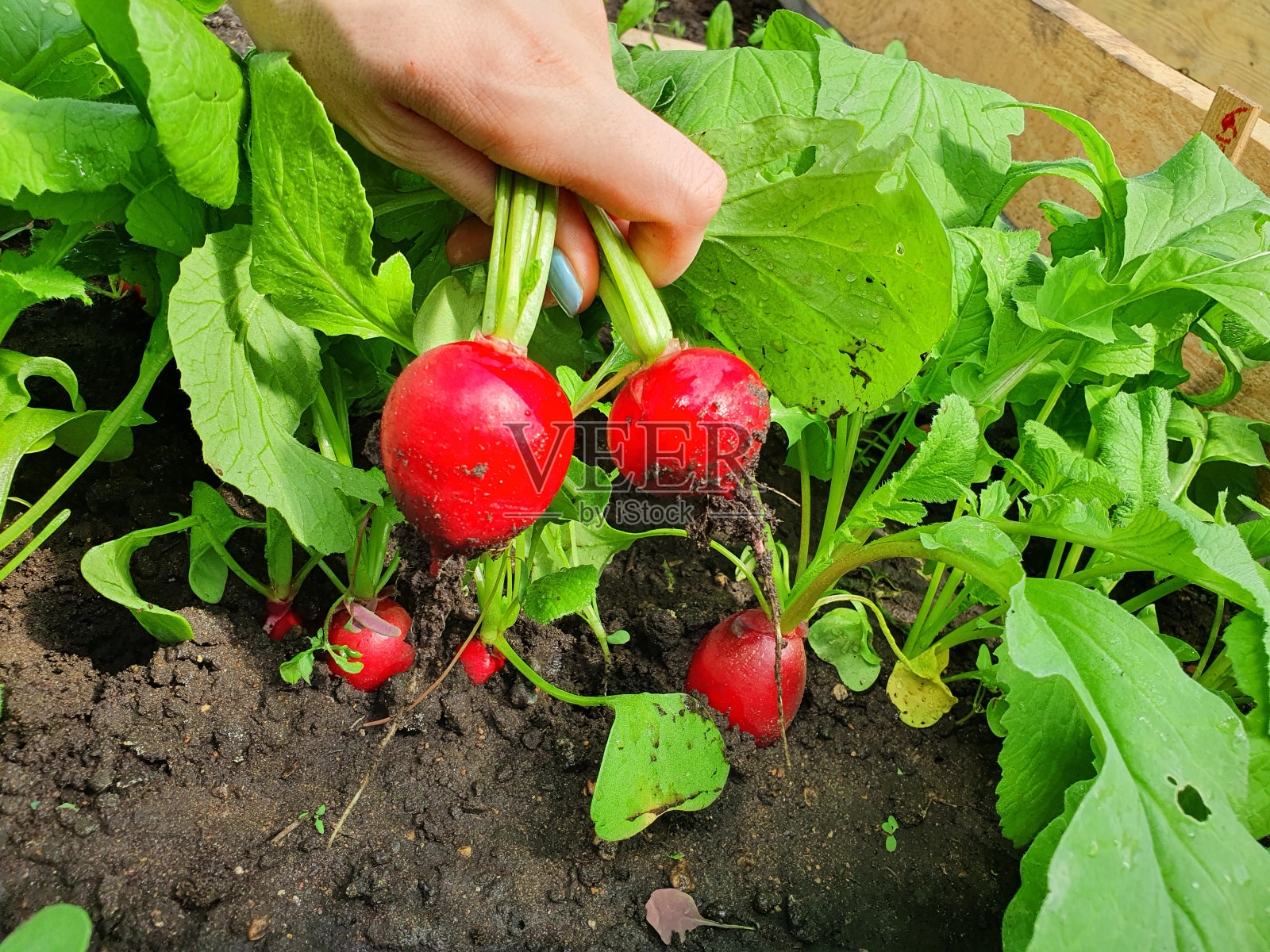 园丁在花园里捡一个新鲜的红萝卜照片摄影图片