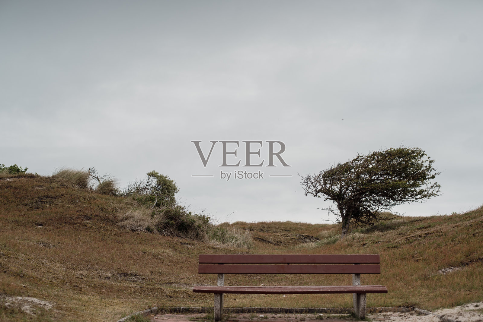 德国北部贫瘠的沙丘景观中的长凳和被风吹过的灌木丛照片摄影图片