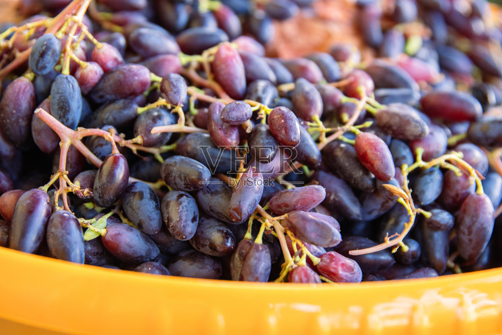 近景:新鲜收获的黑葡萄,带着茎和叶,放在一个充满活力的橙色碗里。新鲜采摘的蓝葡萄。有机农业和葡萄园生产。照片摄影图片
