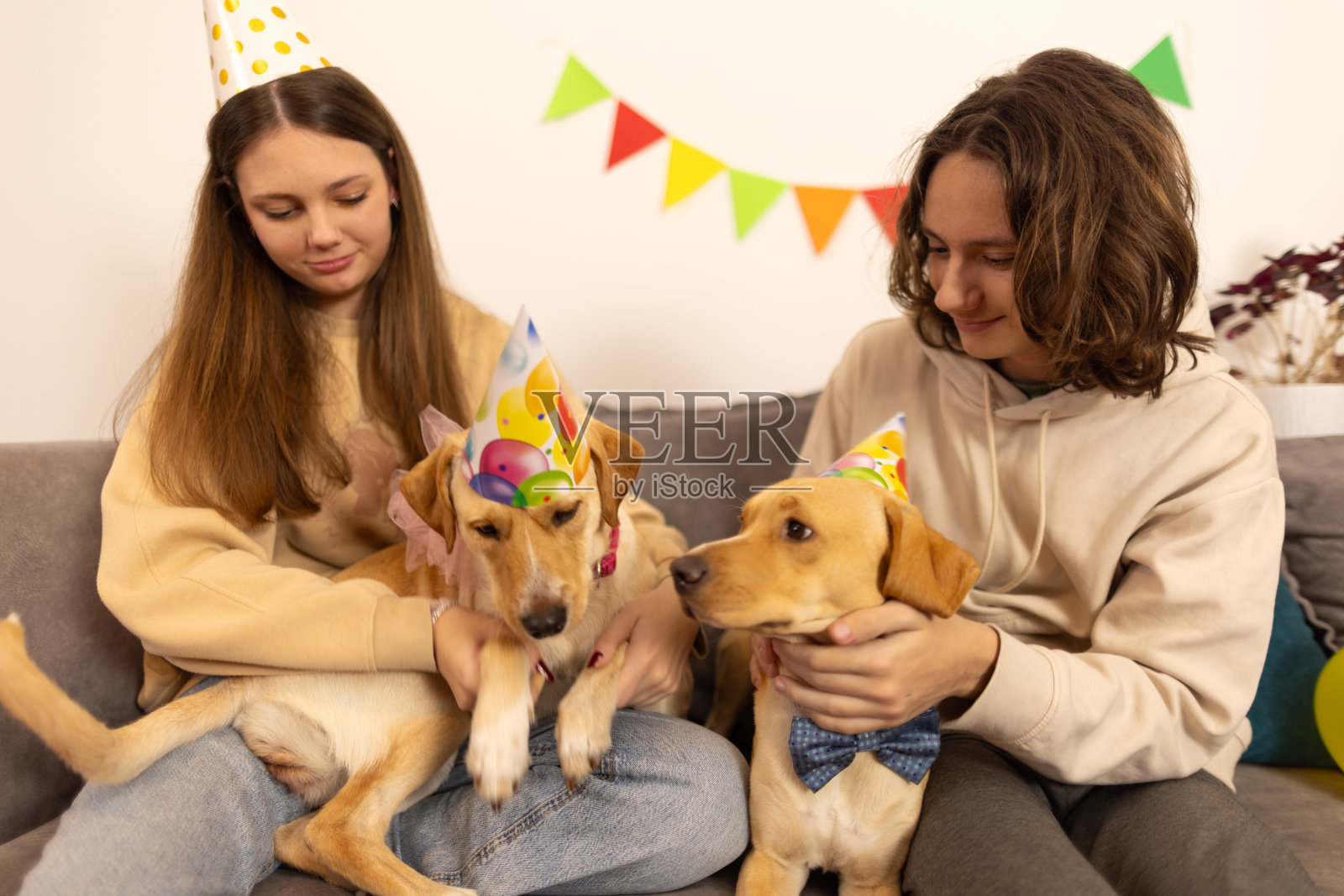 两只可爱的狗狗的生日派对照片摄影图片
