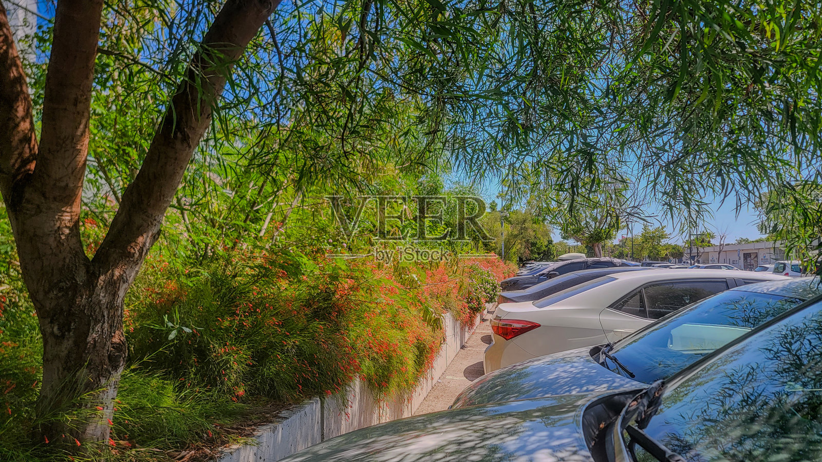 汽车停在一个有许多灌木丛的停车场照片摄影图片