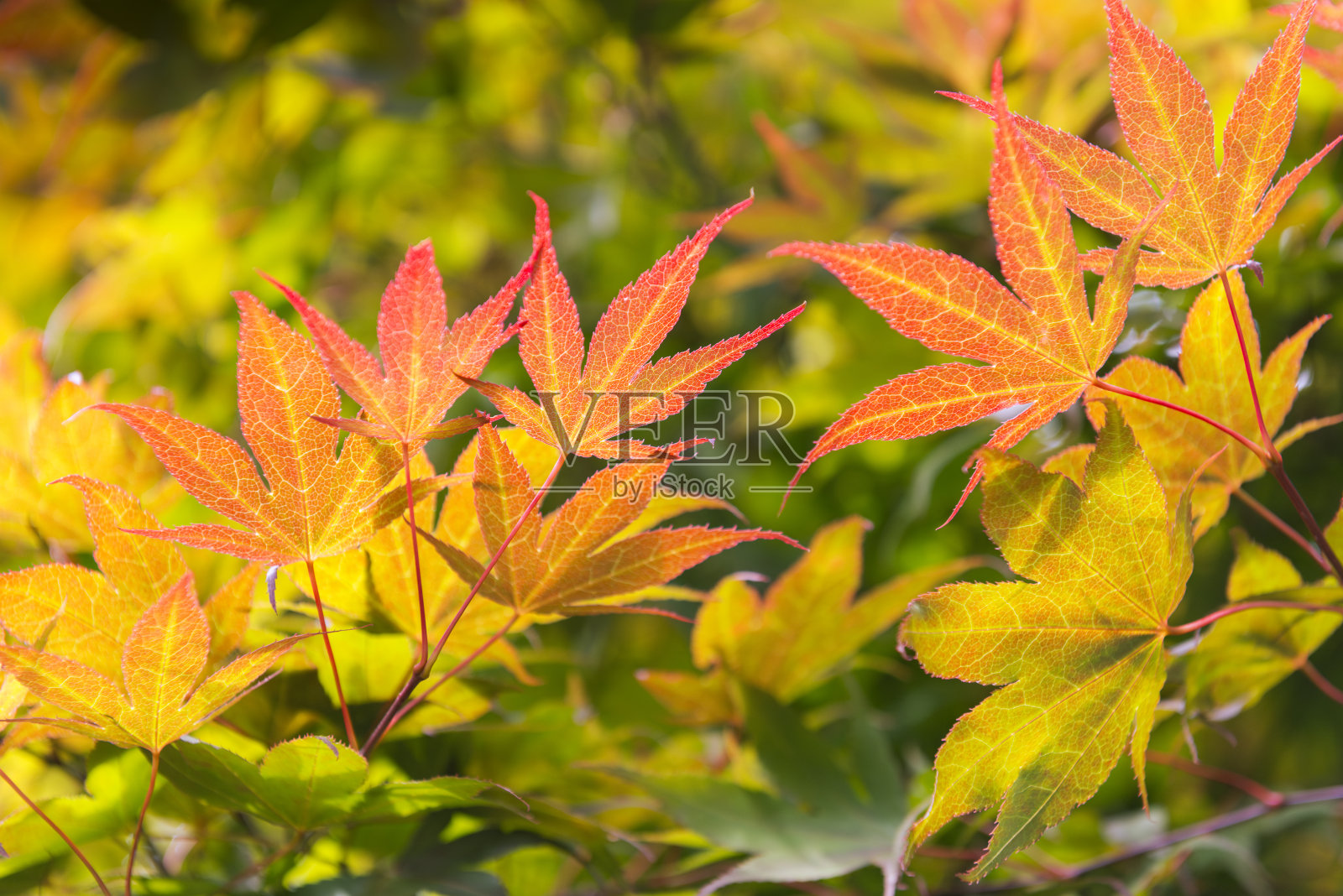 亚洲枫林照片摄影图片