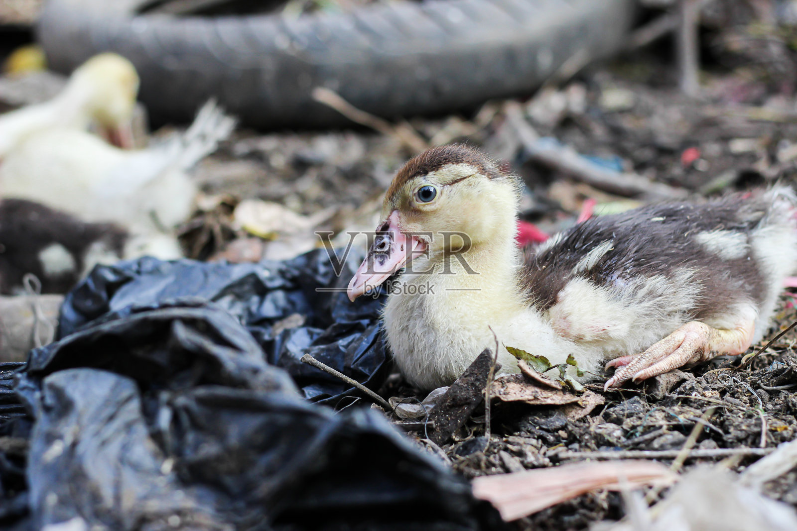 鸭子和小鸭子照片摄影图片