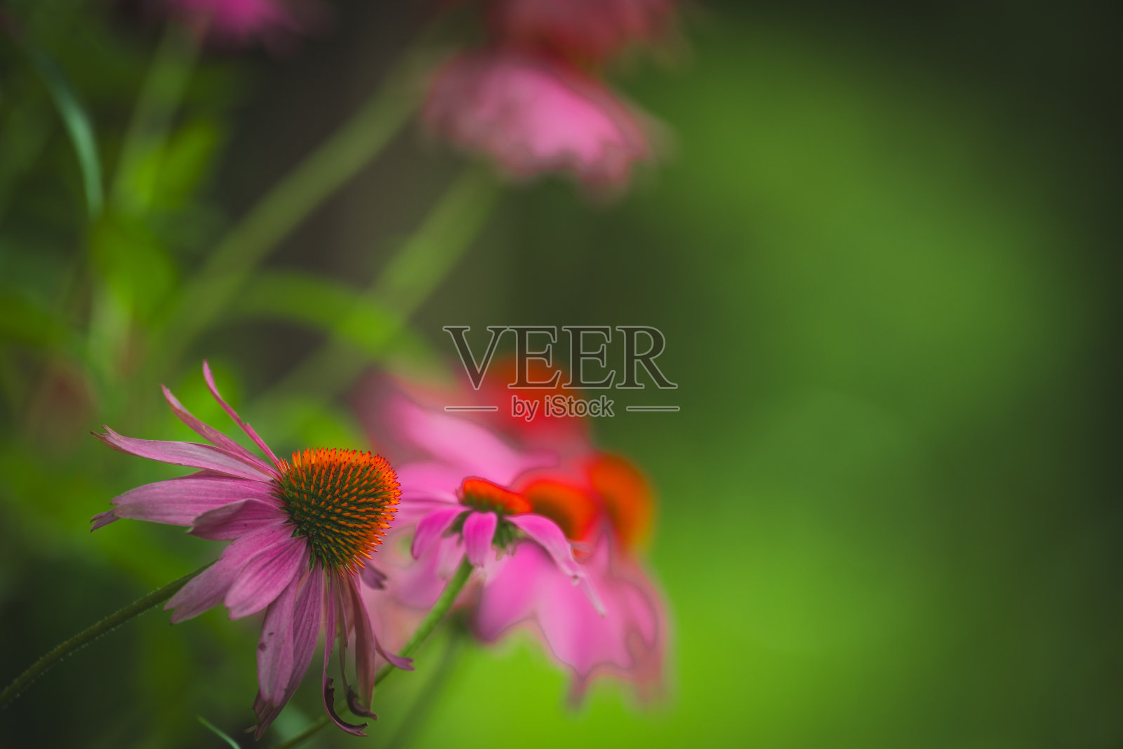 紫锥花紫锥菊惊人的粉红色花在夏天的花园,花园灵感的壁纸或桌面背景照片摄影图片