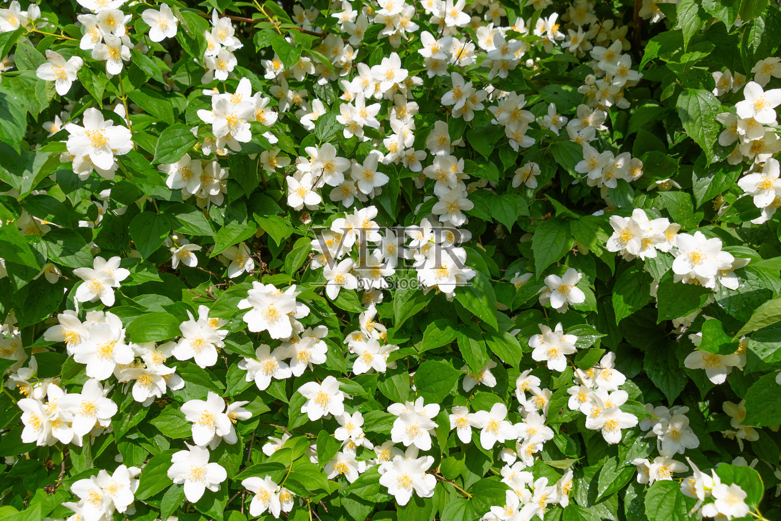 花香的白花。春天开花。照片摄影图片