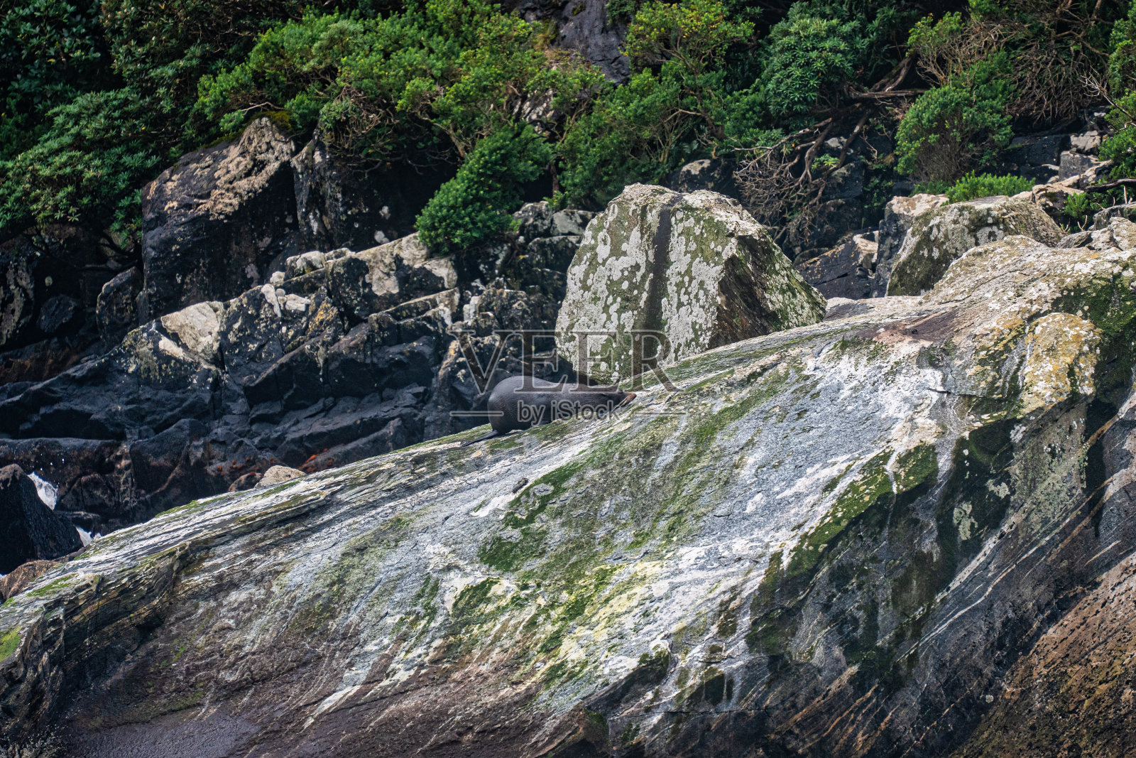 海狮在热带森林海岸边的岩石上照片摄影图片
