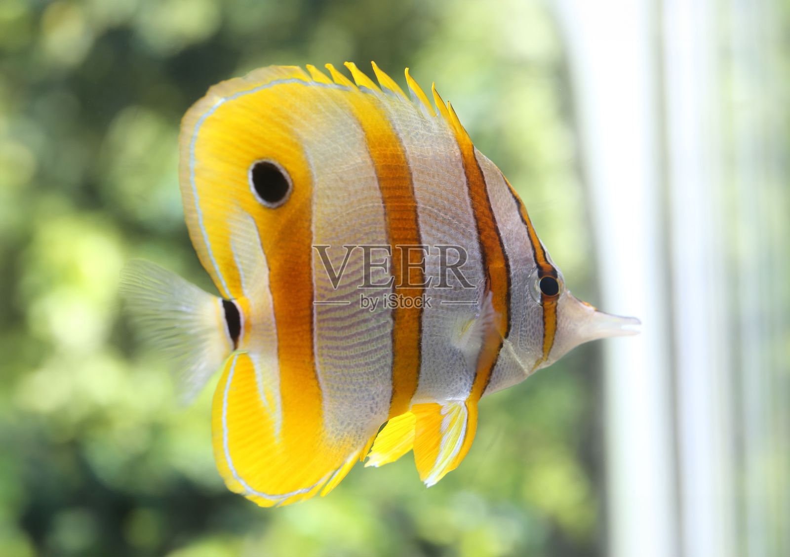 蝴蝶鱼有图案黄白色和黑色斑点。照片摄影图片