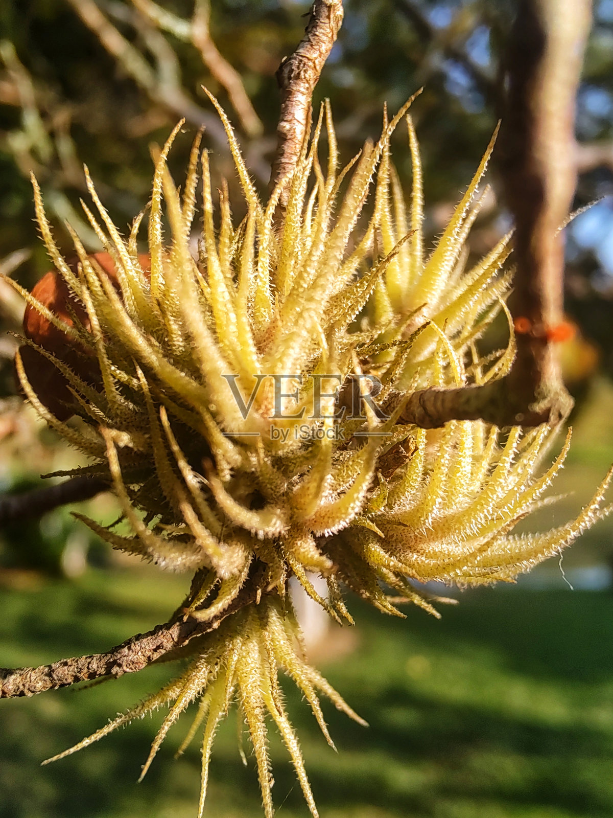 花朵和颜色照片摄影图片