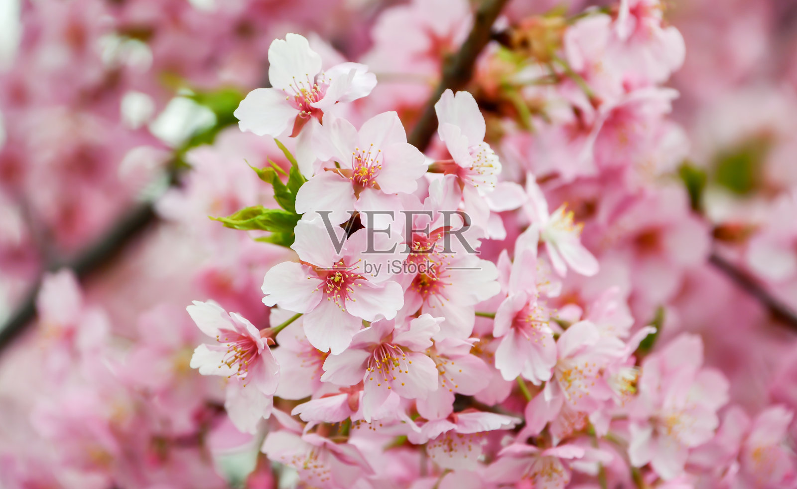 美丽的樱花盛开了。照片摄影图片