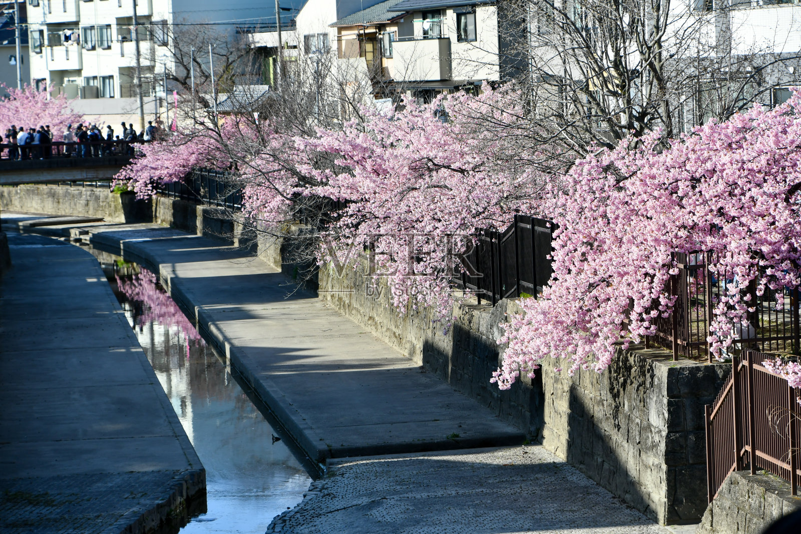 美丽的樱花盛开了。照片摄影图片