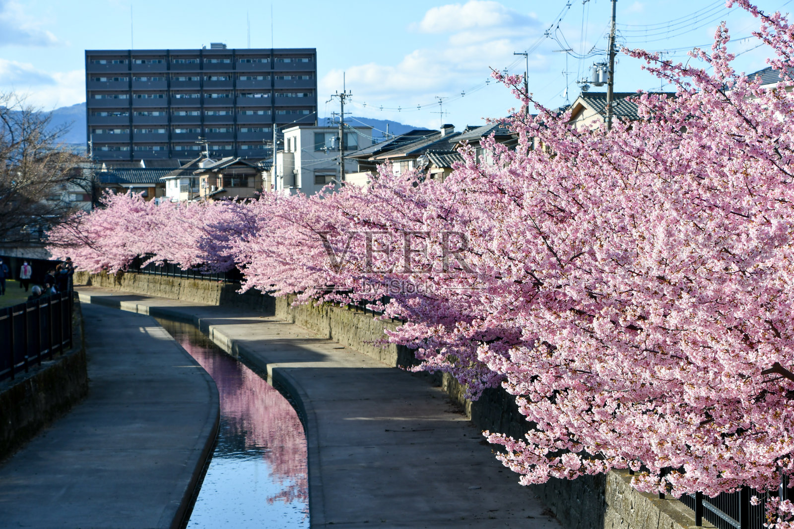 美丽的樱花盛开了。照片摄影图片