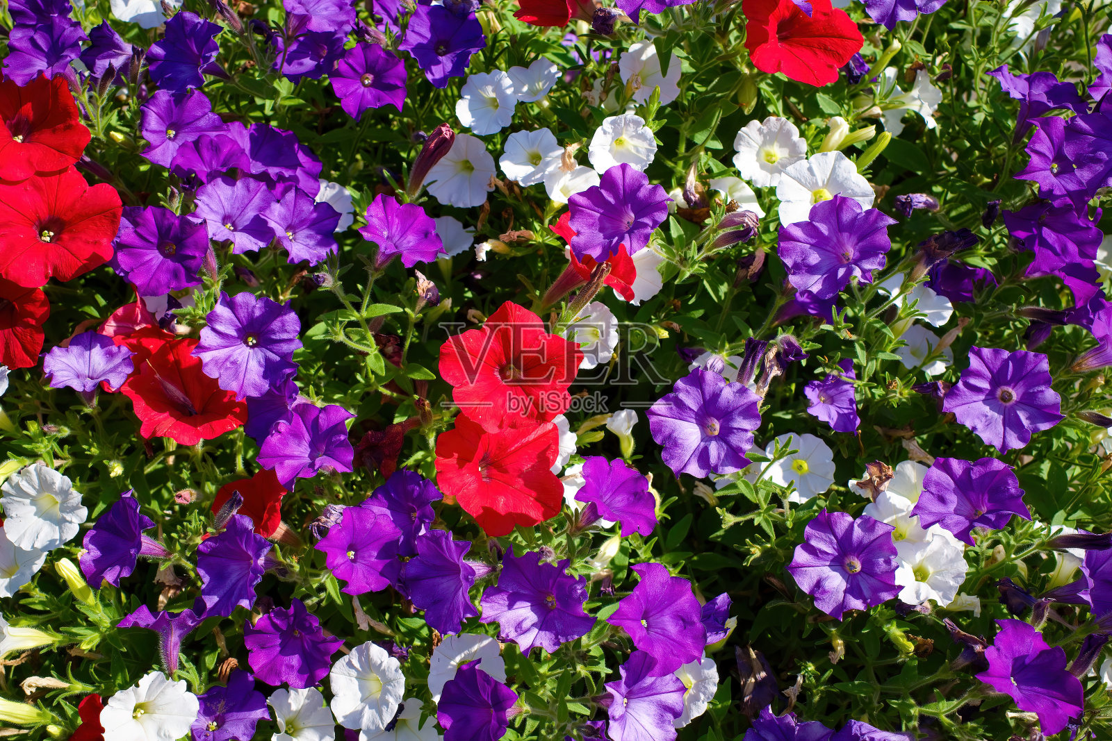 花纹理背景。花圃五彩缤纷的。照片摄影图片