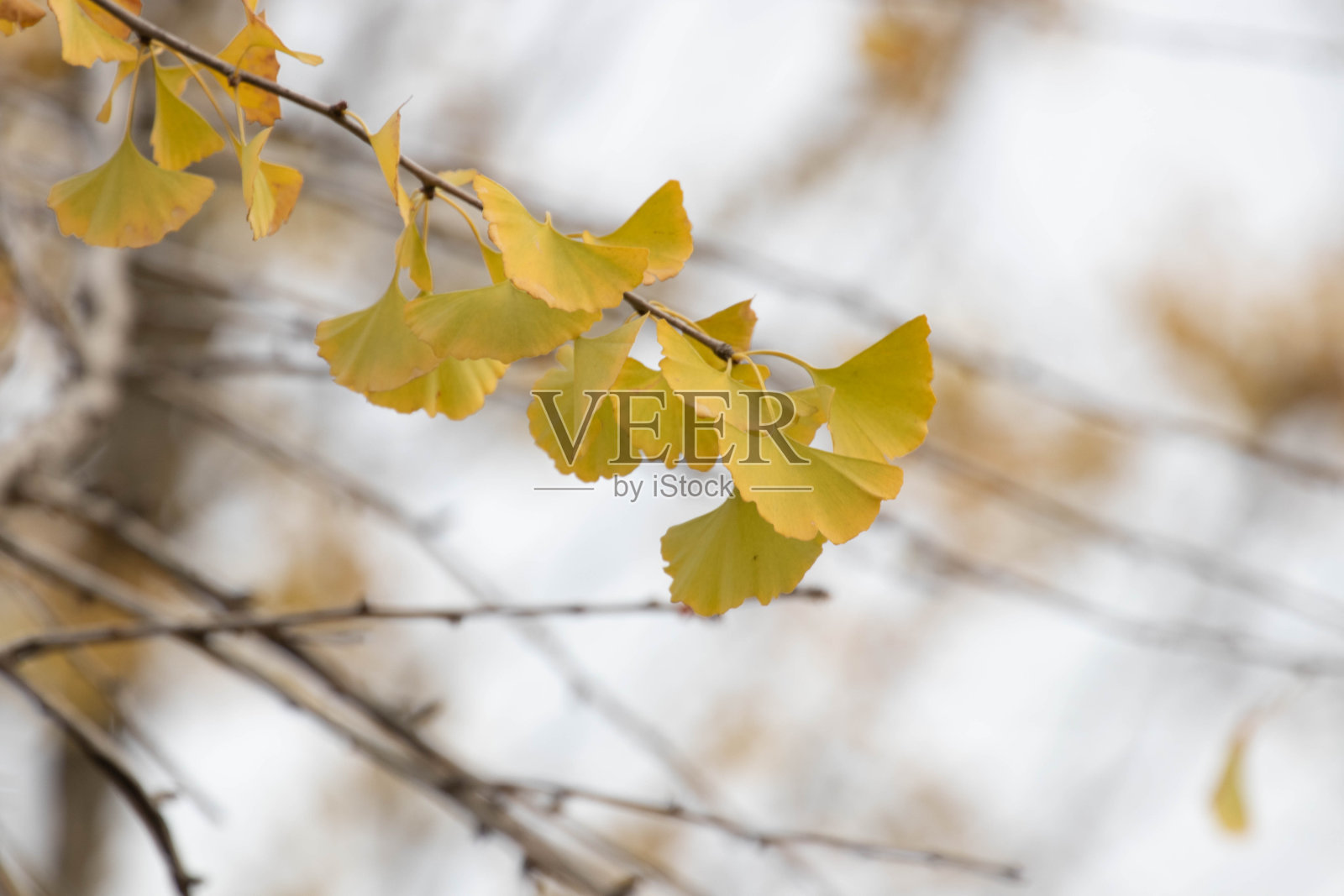 秋天的概念,银杏叶变黄,背景是晴朗的天空照片摄影图片