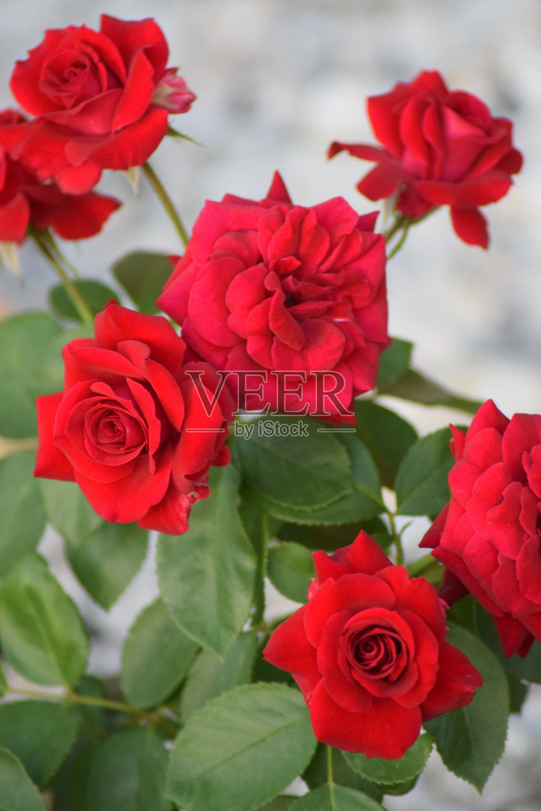 玫瑰花朵照片摄影图片