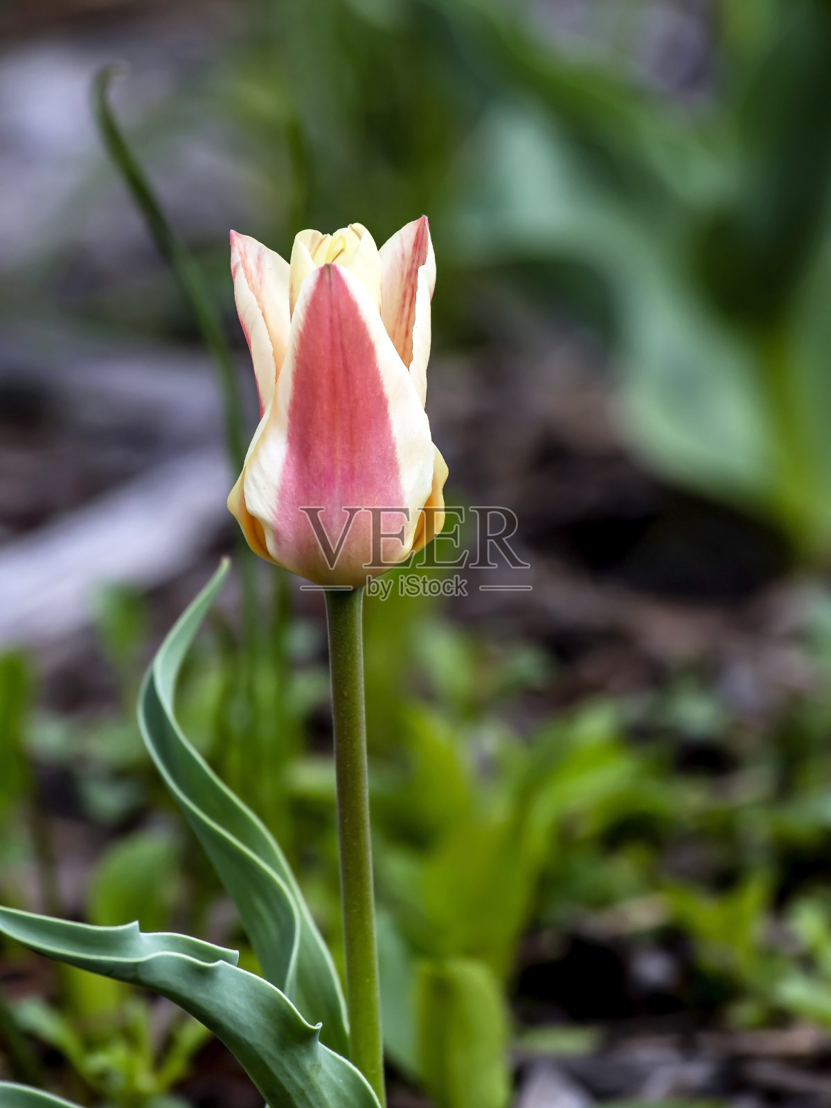 城市广场上美丽鲜艳的五彩郁金香照片摄影图片