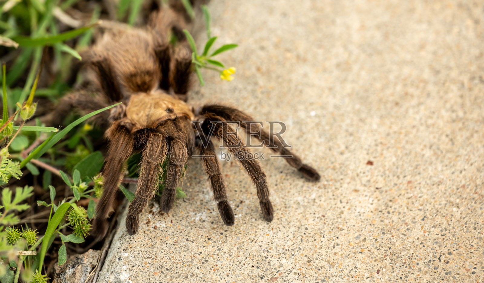 狼蛛发现了人行道的边缘照片摄影图片