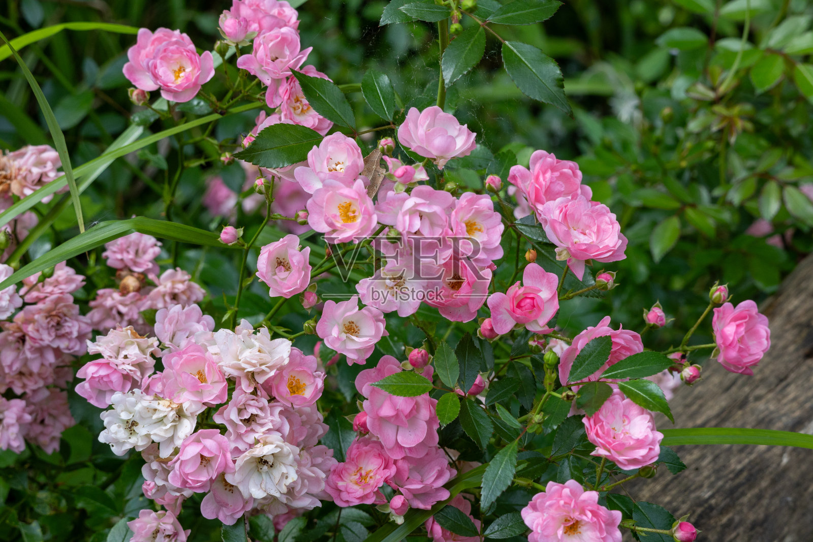 大马士革玫瑰特写照片摄影图片