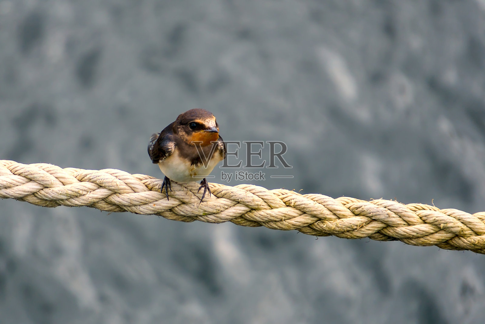 燕子栖息在一根绳子上,背景是模糊的水面。照片摄影图片