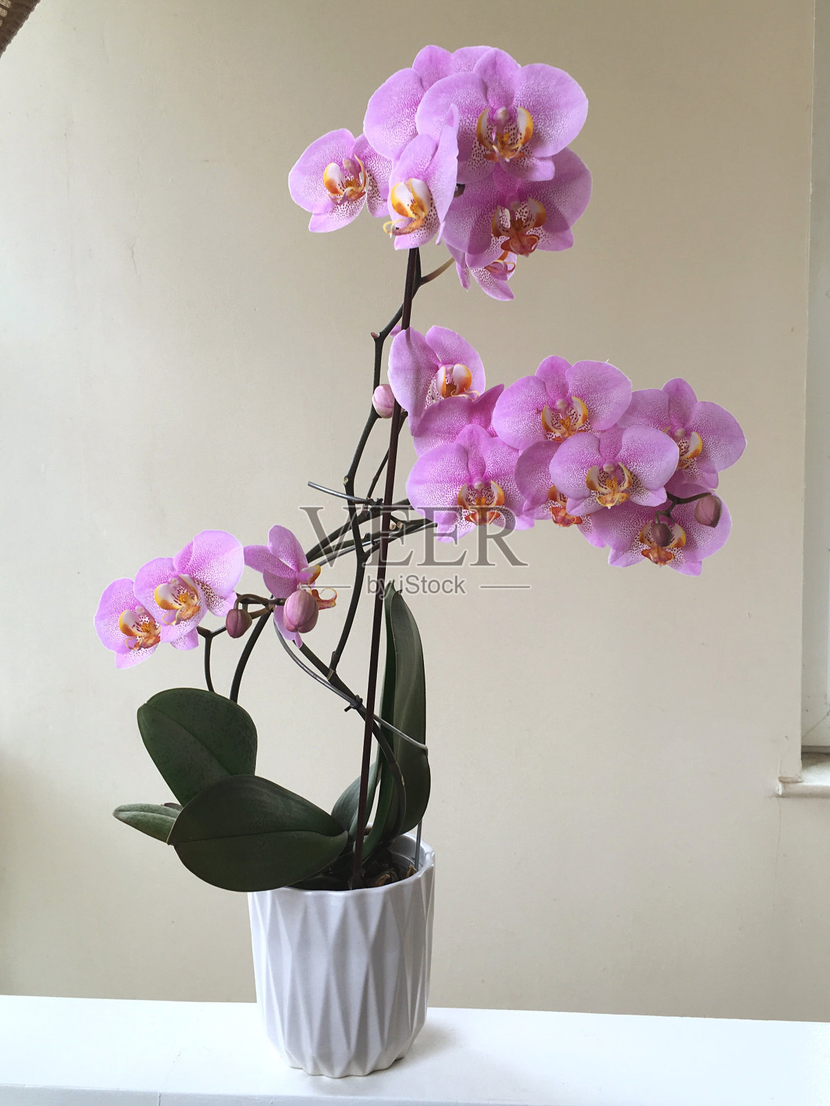 盆栽植物特写照片摄影图片