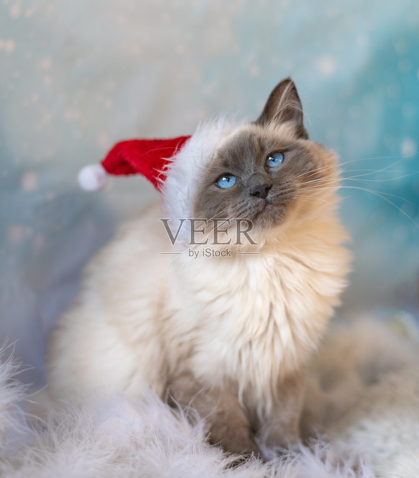 美丽,可爱,蓝色点布娃娃小猫与圣诞帽照片摄影图片