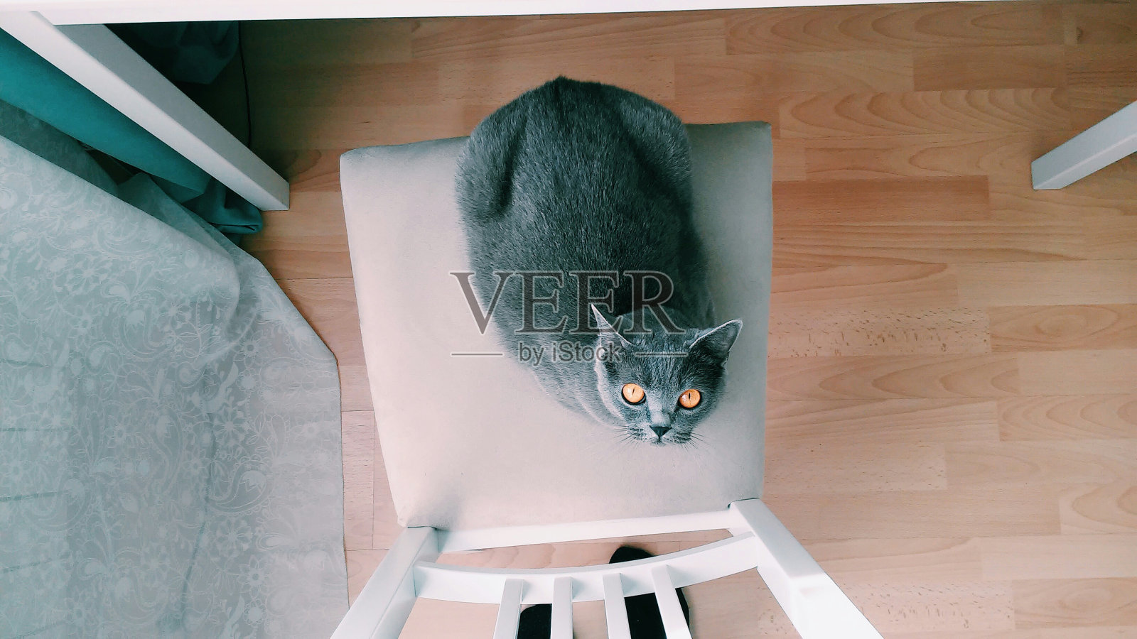 从高角度看一只英国猫在看相机照片摄影图片