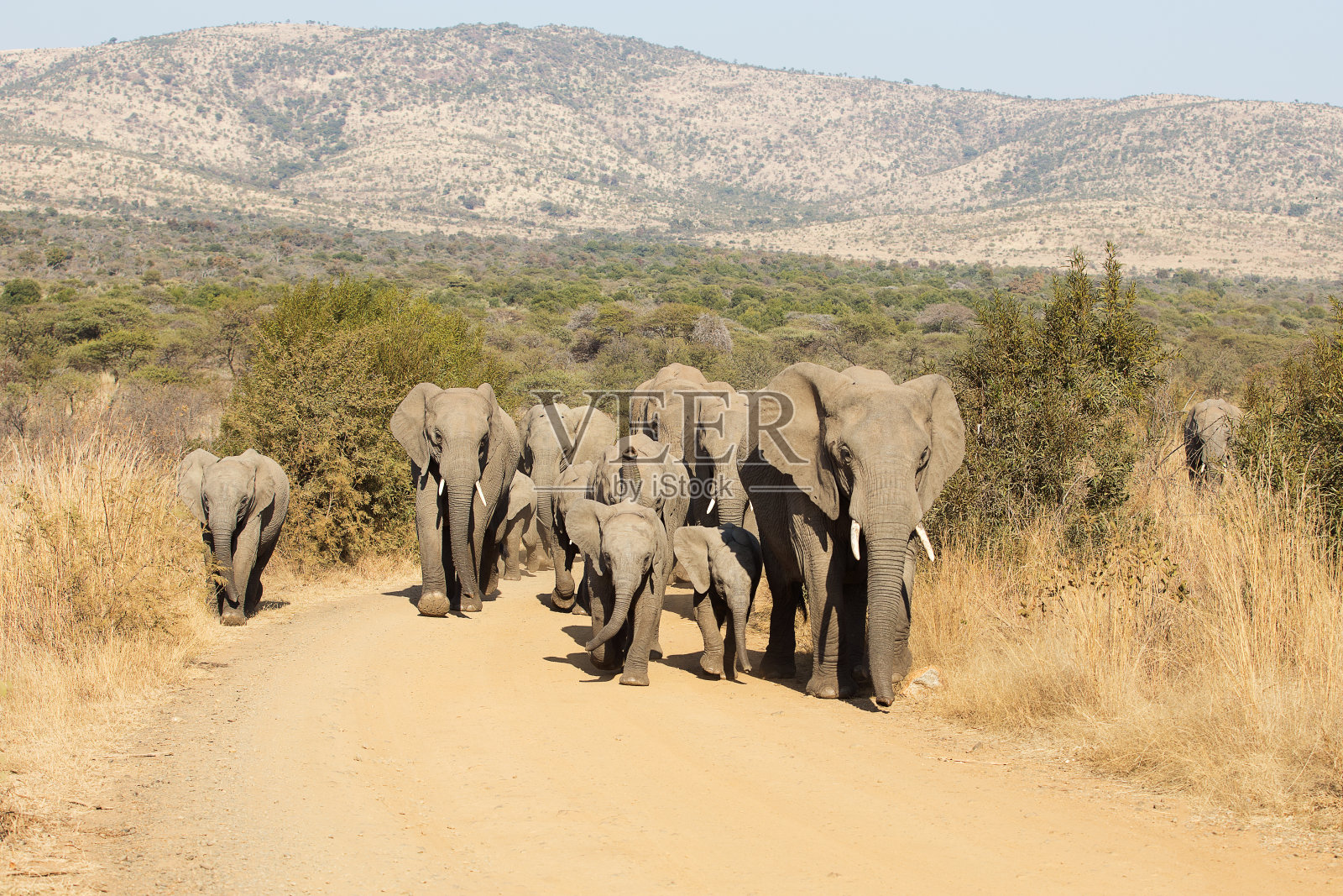 带着婴儿在风景中行走的大象照片摄影图片