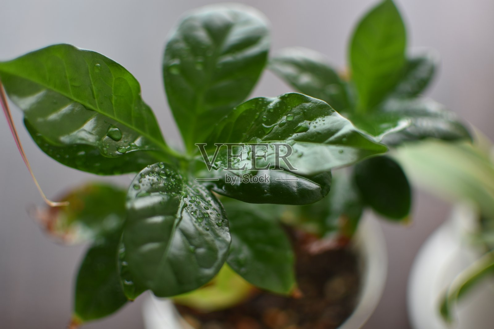 室内种植咖啡树照片摄影图片