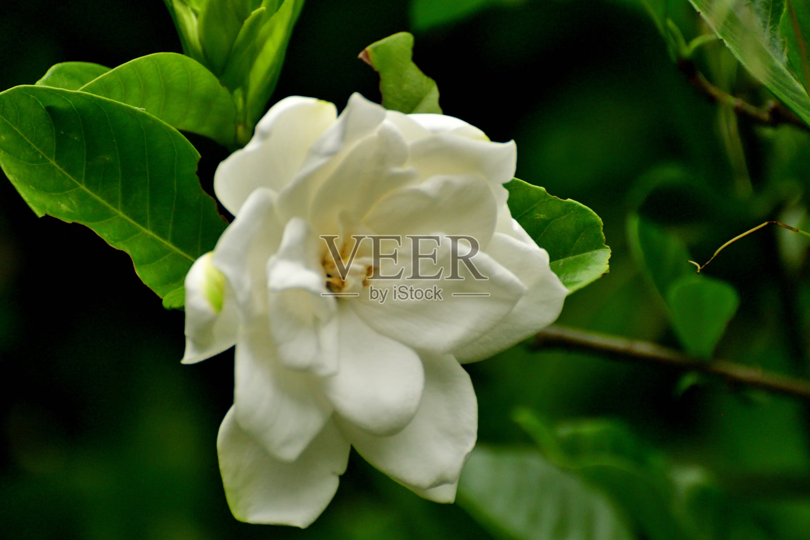 栀子花:常绿灌木,白色花,非常芳香照片摄影图片