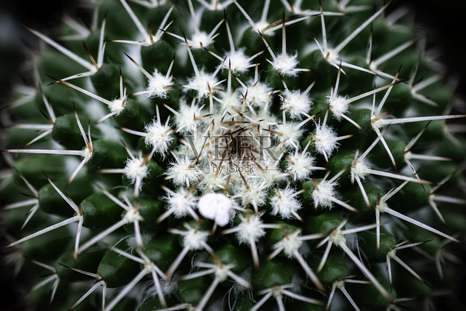 从上到下的仙人掌。几何照片摄影图片