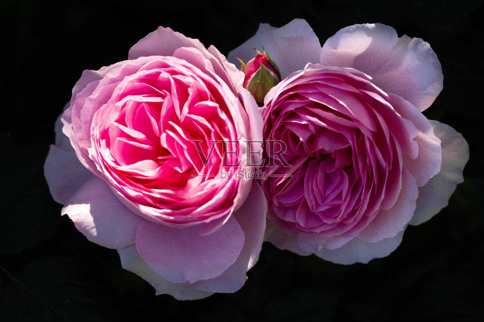 在一个阳光明媚的日子里,花园里盛开着粉红色的玫瑰。古水手罗丝照片摄影图片