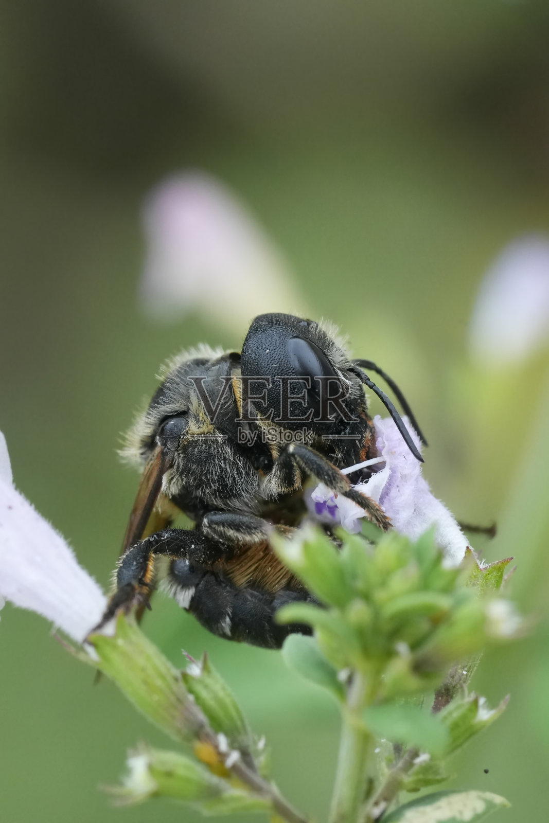一只欧洲雌石匠蜂的特写,Osmia dimitiata正在从菖蒲花中吸取花蜜照片摄影图片