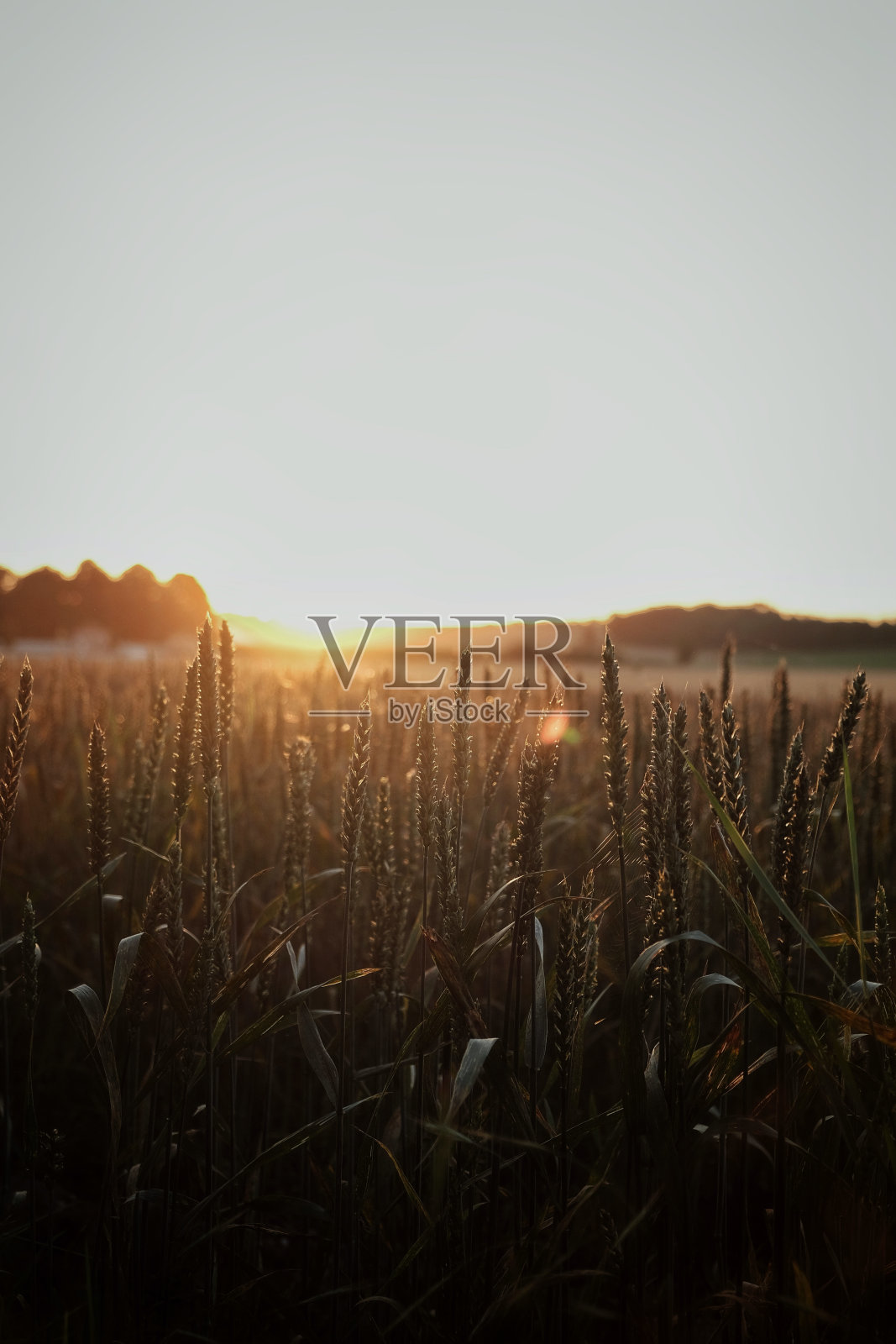 田野上的日落照片摄影图片