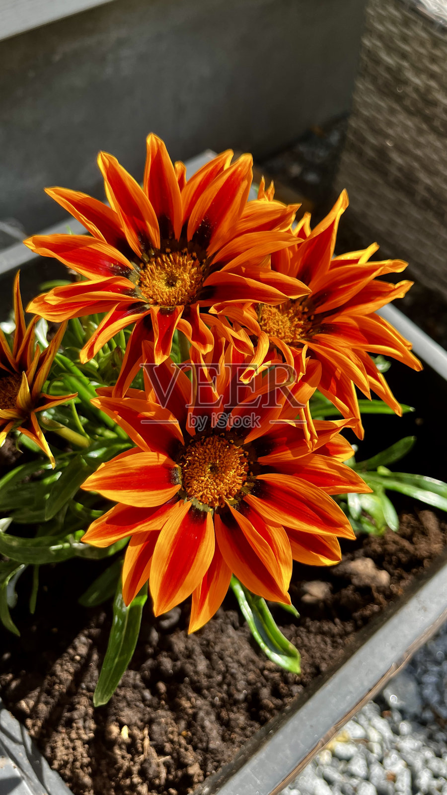 后院长着栀子花照片摄影图片