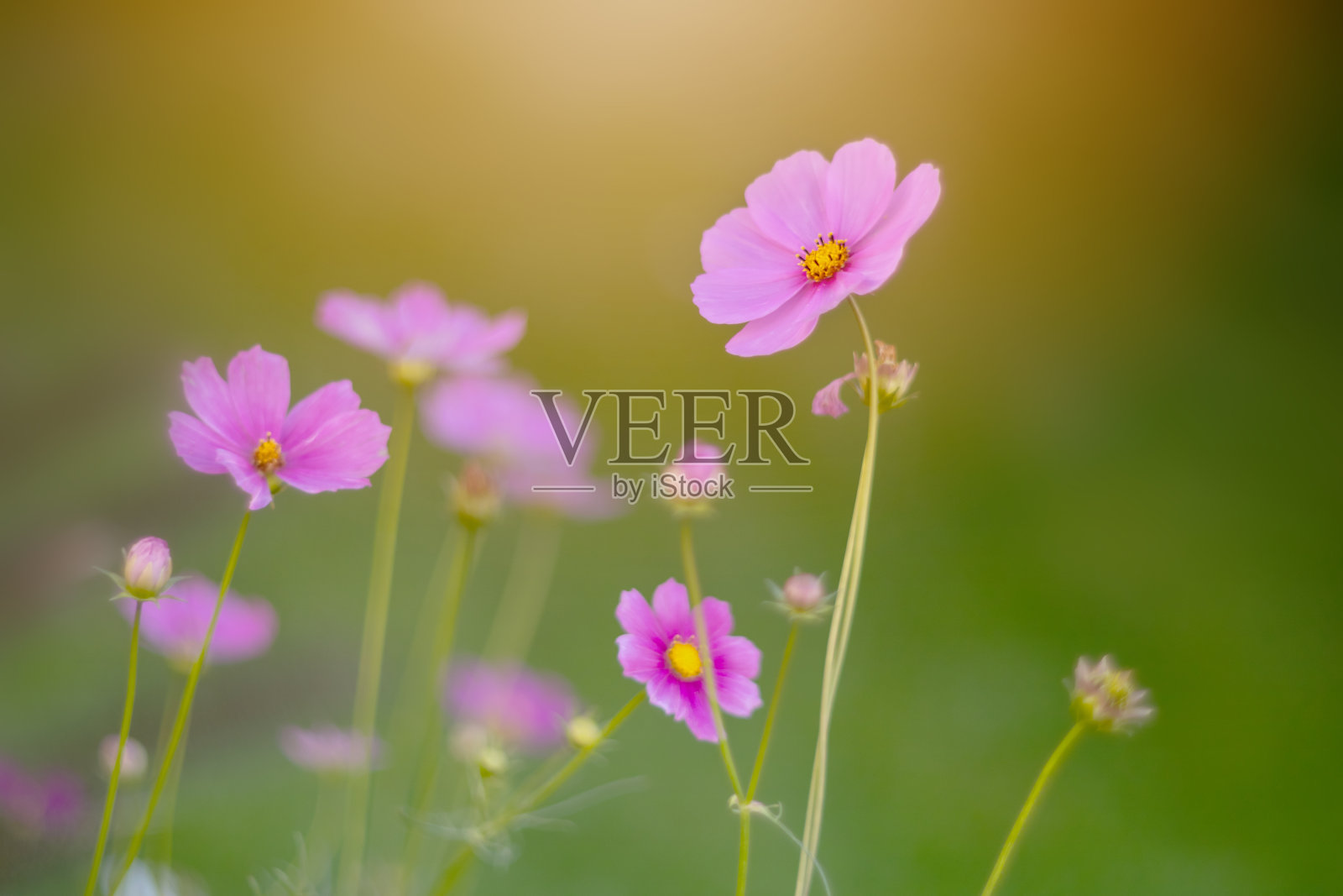 花园里的粉色宇宙花照片摄影图片