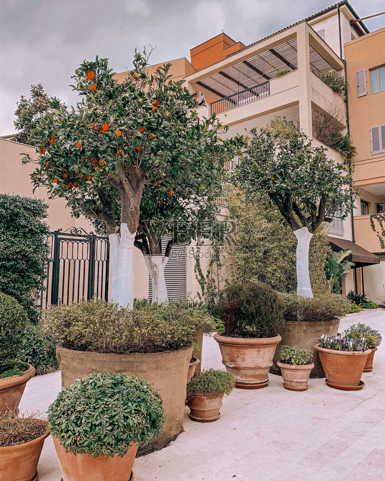 在住宅楼院子里的花盆里,树上长着橙子照片摄影图片