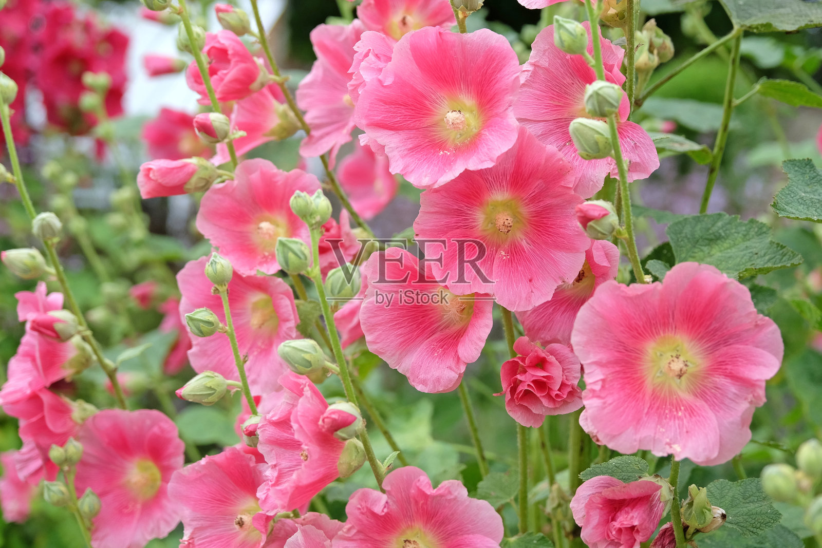 粉红色的玫瑰Alcea,或蜀葵,花中。照片摄影图片