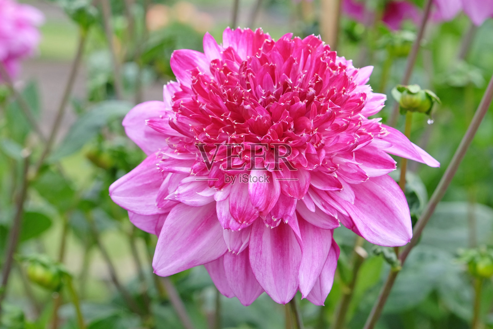 粉红色和紫色的海葵达莉亚理查兹财富花。照片摄影图片