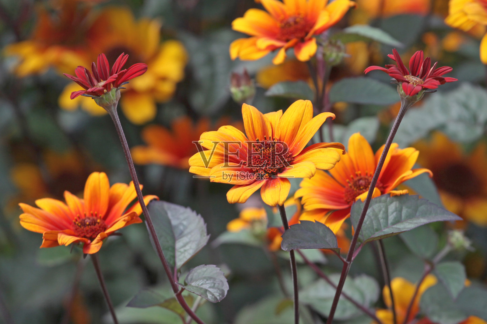 红色、橙色和黄色的向日葵,也被称为北美牛眼雏菊。照片摄影图片