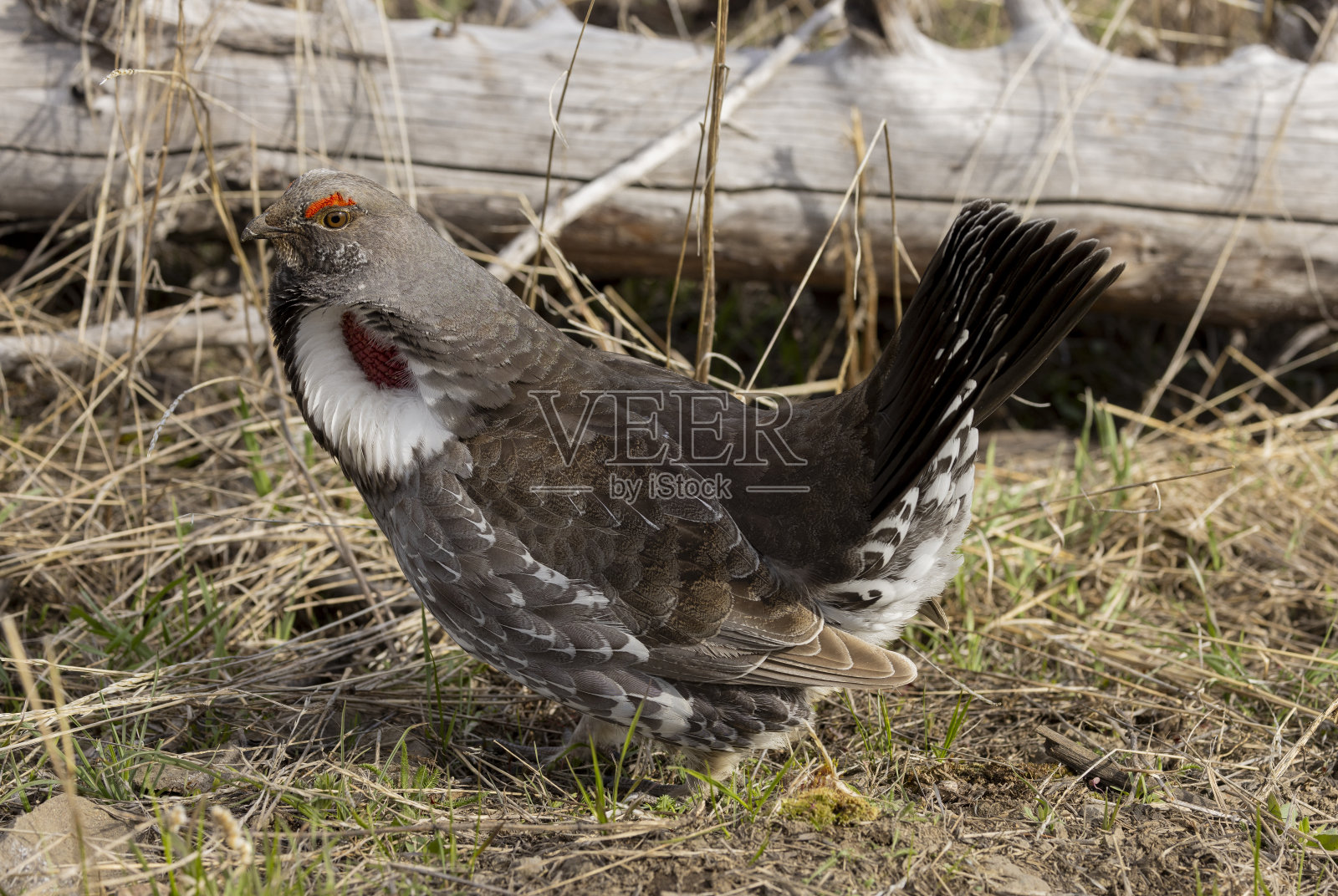 怀俄明州春天的云杉松鸡照片摄影图片