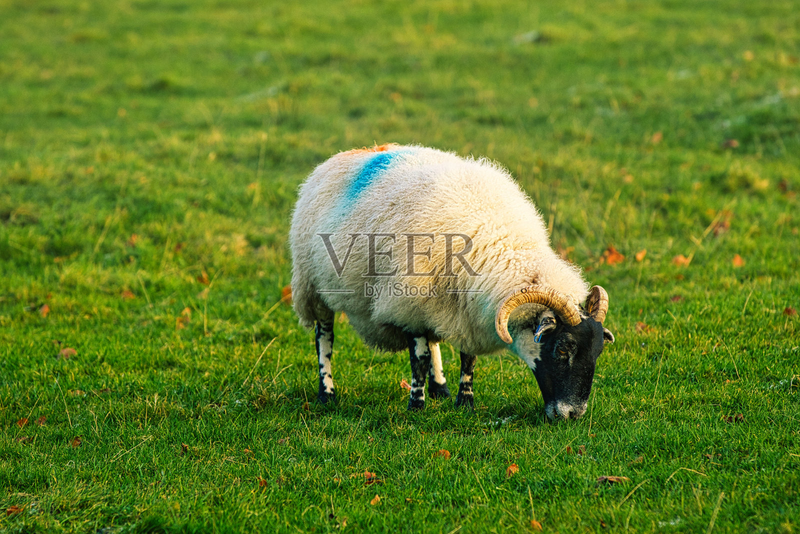 一只羊在郁郁葱葱的草地上吃草,羊毛上有蓝天的标记。照片摄影图片